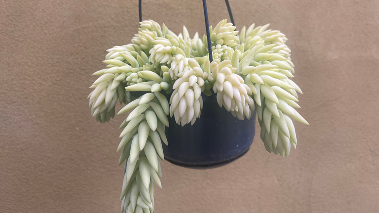 Burro's tail plant in hanging container