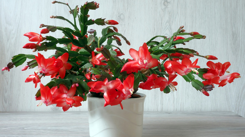 Potted Christmas cactus blooming