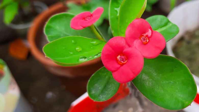 Potted crown of thorns plant