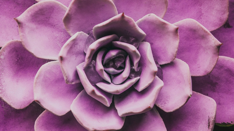 Purple echeveria in close-up