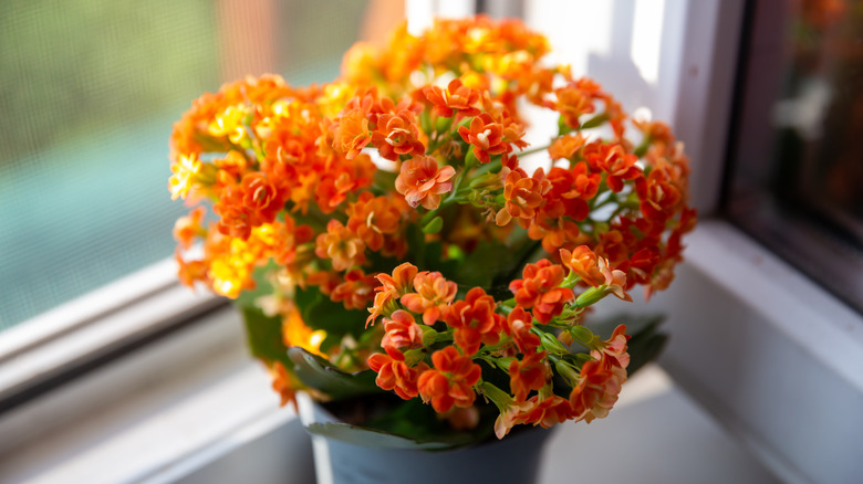 Potted kalanchoe plant on a windowsill