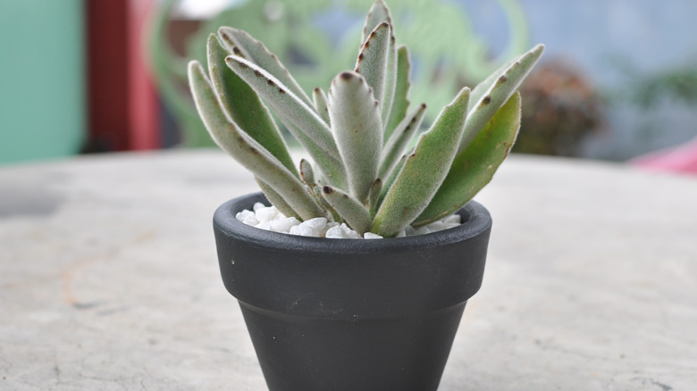 Potted panda plant