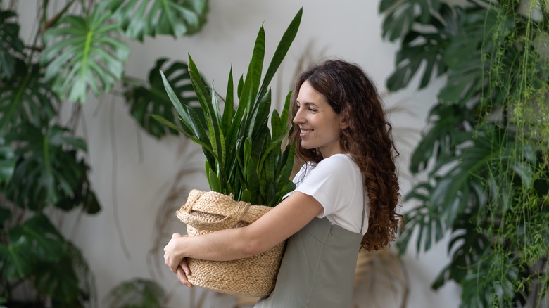 Woman carrying a potted snake plant