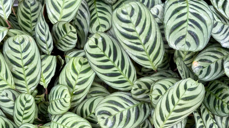 Close up of Zebra plant leaves