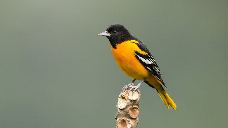 Baltimore oriole perched on wood