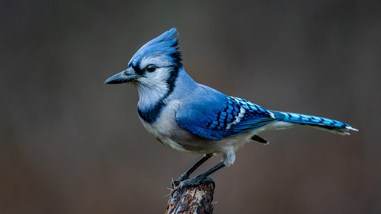 Blue jay perched on wood