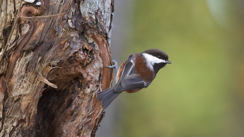 Chestnut-backed chickadee on tree