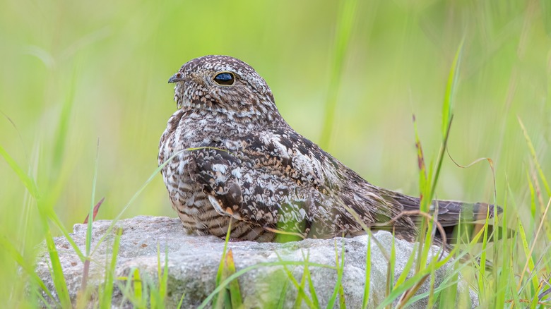 Common Nighthawk sitting on rock