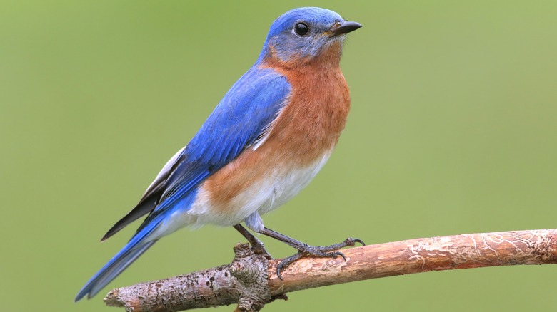 Eastern bluebird on branch