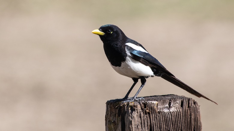 Yellow-billed magpie on post