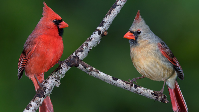 Male and female northern cardinals