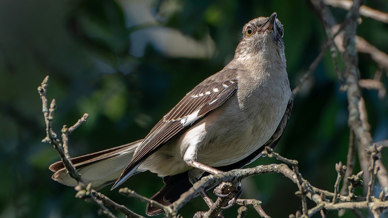 Northern mockingbird sitting in tree