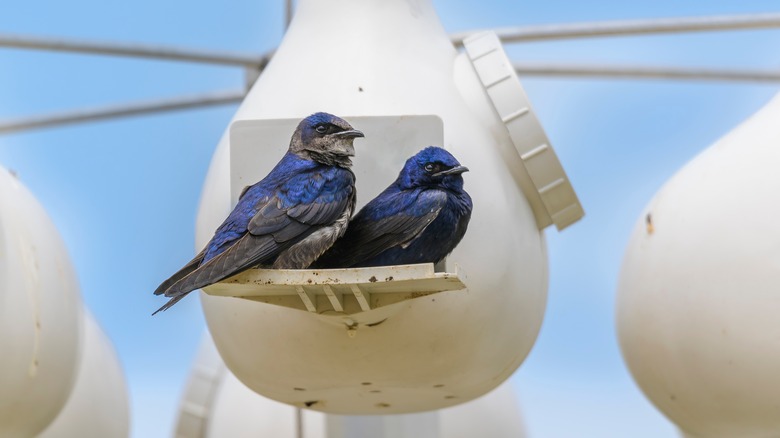 Purple martins on perch