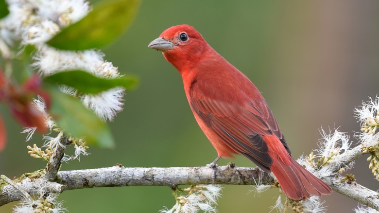 Summer tanager on branch