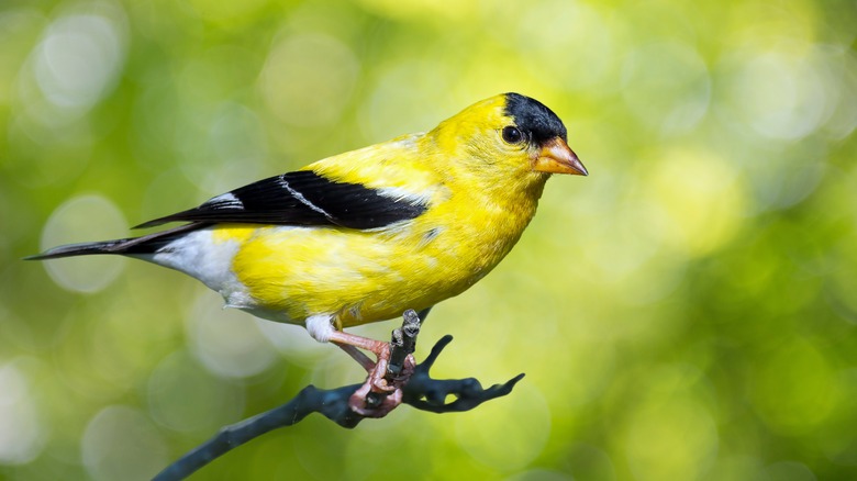 american goldfinch