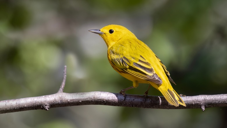 yellow warbler on branch