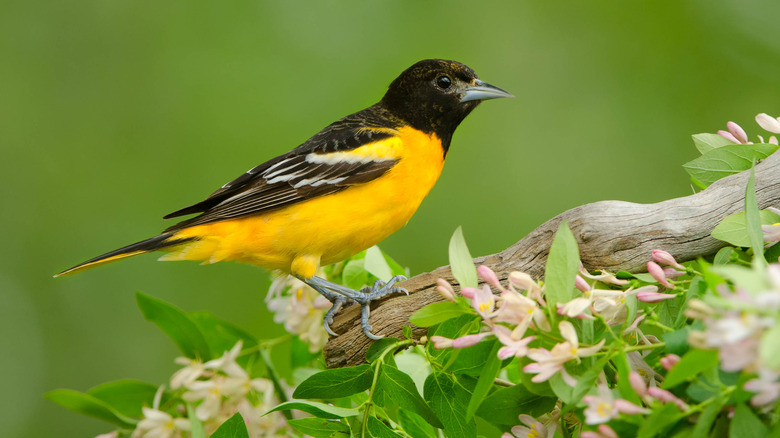 baltimore oriole