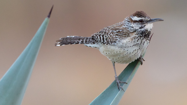 cactus wren