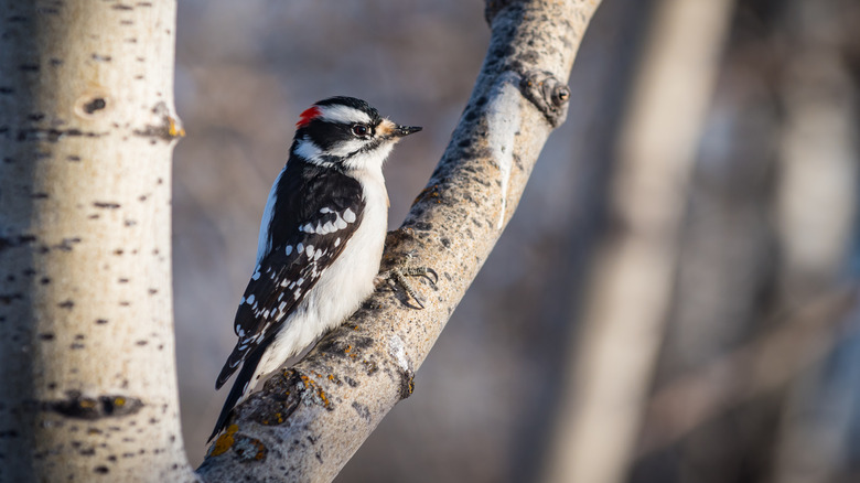 downy woodpecker