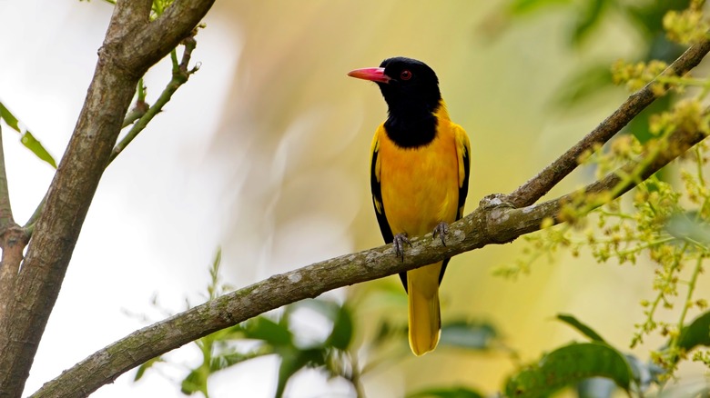 hooded oriole