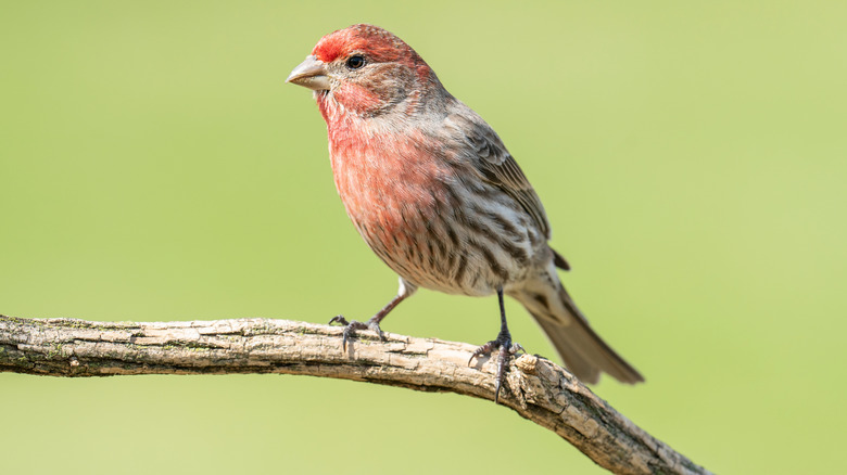 house finch 