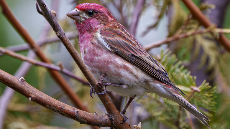 purple finch