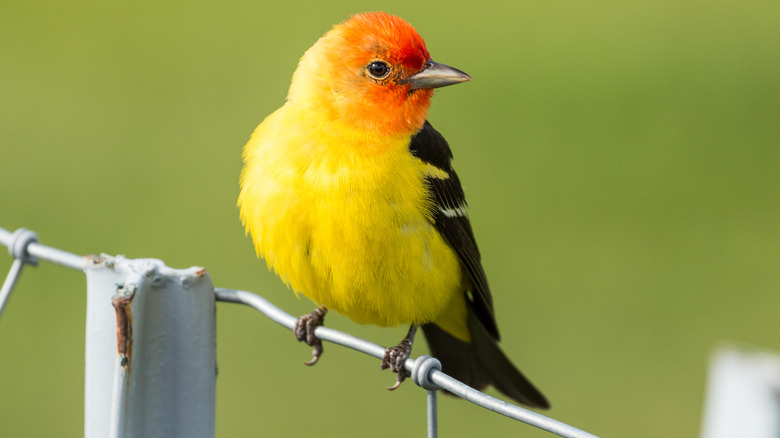 western tanager on fence