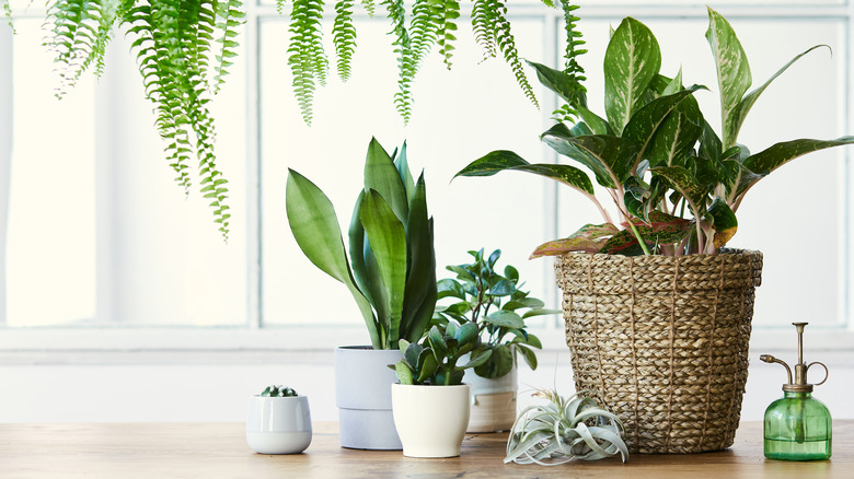 Multiple house plants