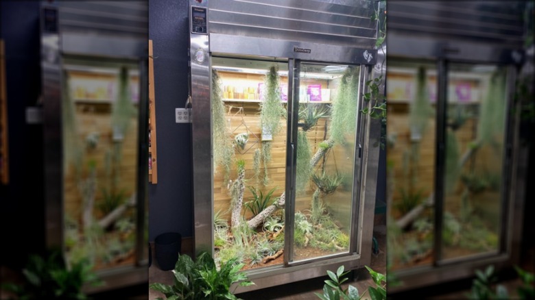 Fridge indoor plant nook