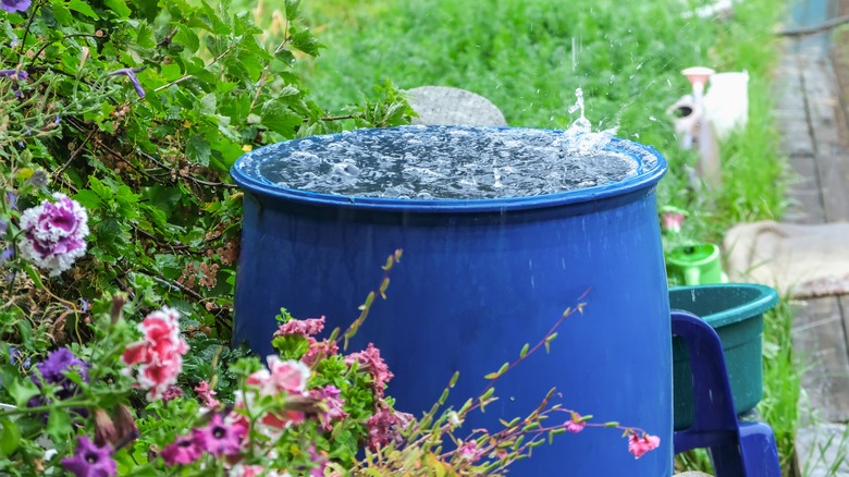 a barrel collecting rainwater
