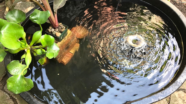 backyard pond in a container