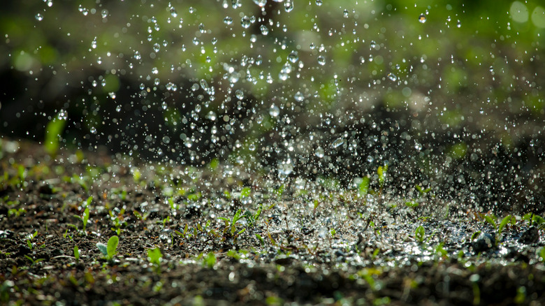 rain falling on garden floor