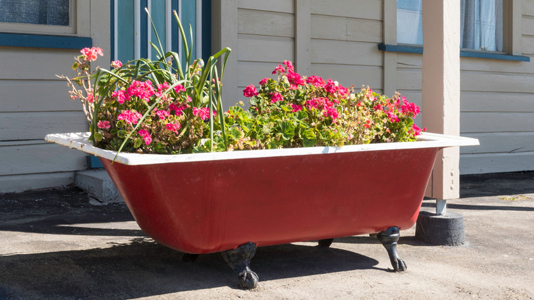 Bathtub used as planter