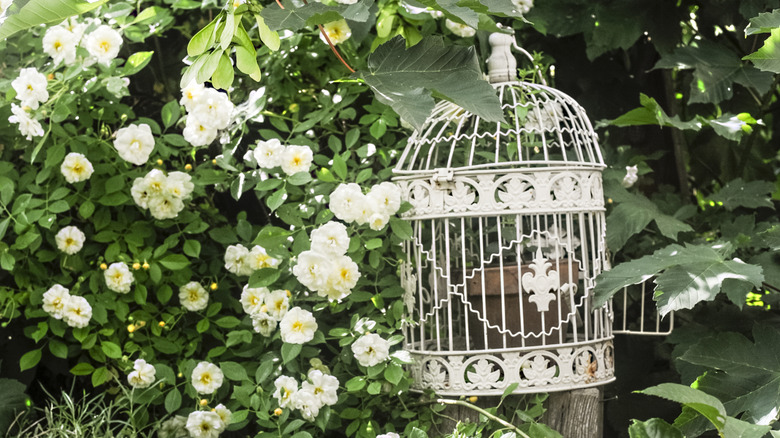 Bird cage hanging in garden