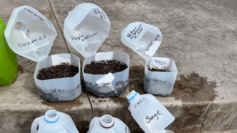 Milk jugs as seedling starters