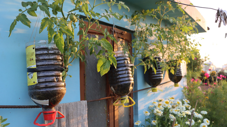 Repurposed plastic bottles into planters