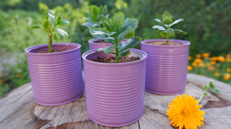 Painted cans used as planters