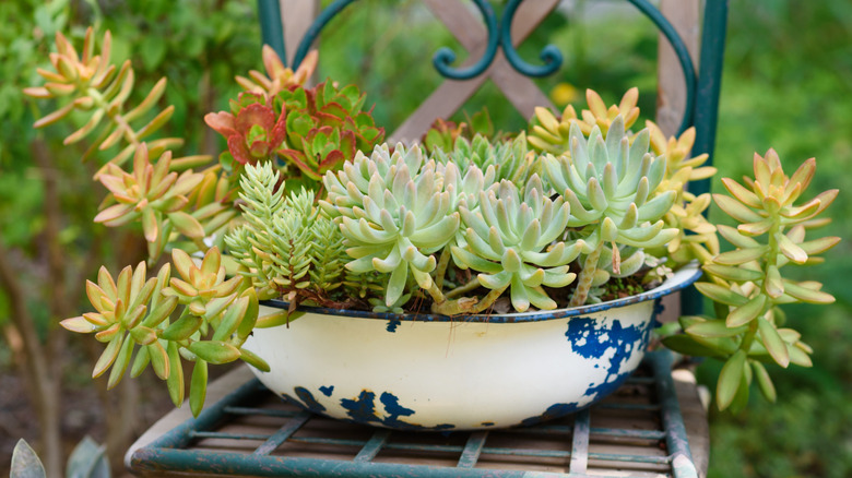 Old bold used as planter