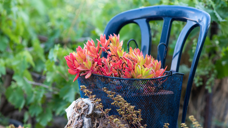 Plastic chair used as plant stand