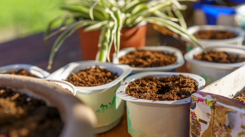 Yogurt containers as seedling starters