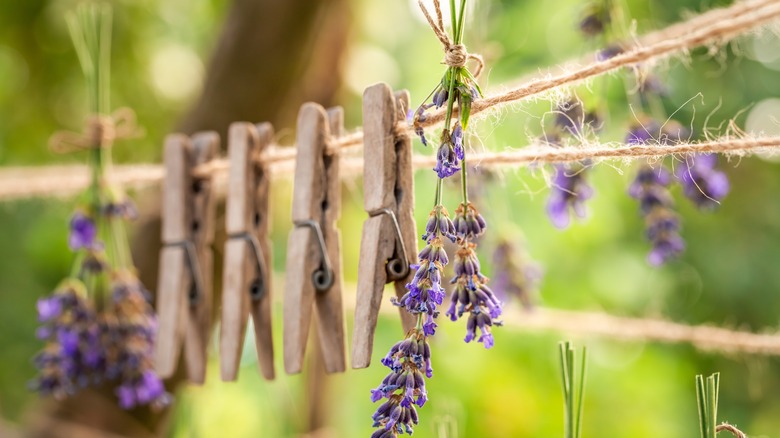 Lavender sprigs drying on a clothing line