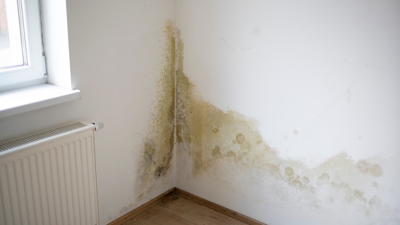Large stain on a white wall