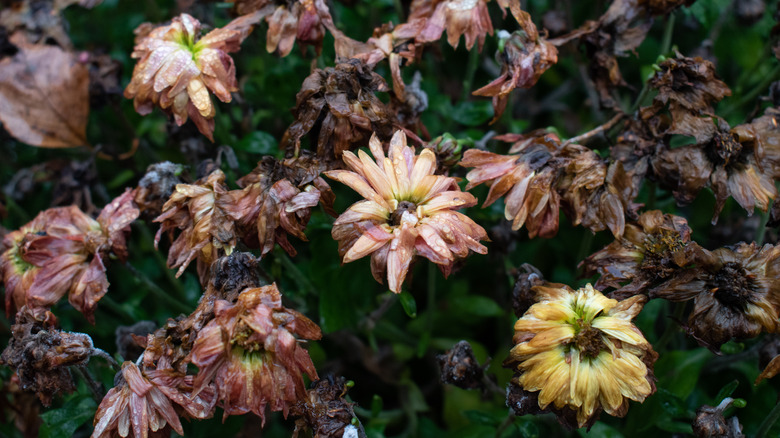 Spent mum blooms