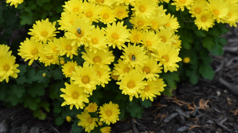 Yellow daisy-like mums with mulch