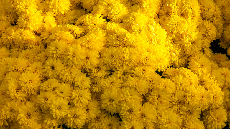 Yellow mums in the shade