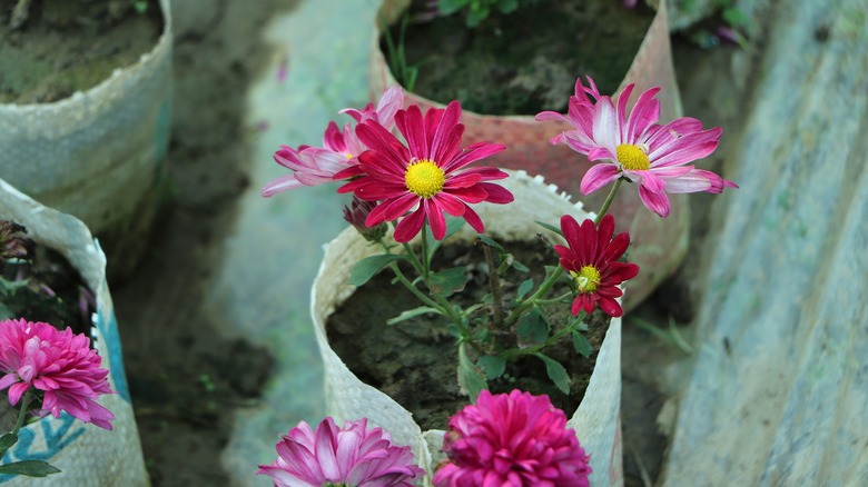 Newly potted mums