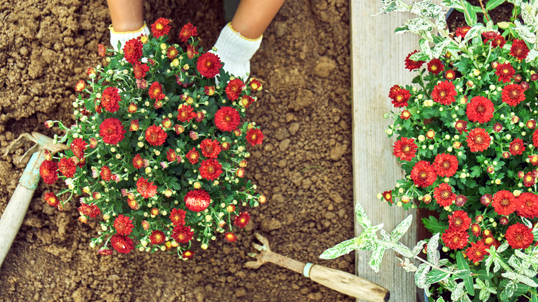 Garden mums being planted