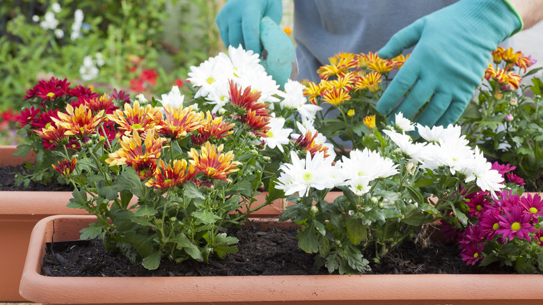 Potted Chrysanthemums