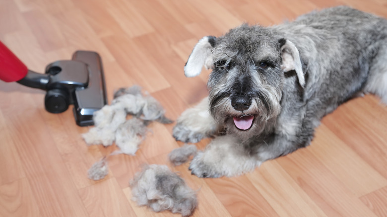 vacuuming dog hair