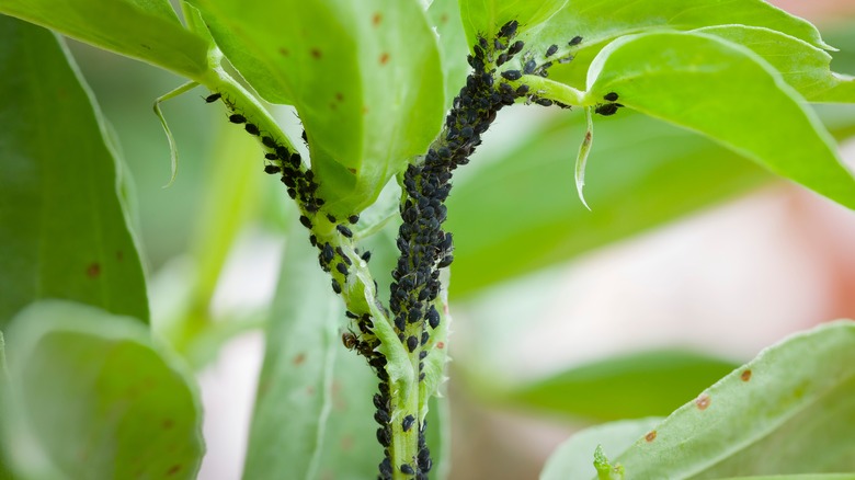 aphids on green leaves